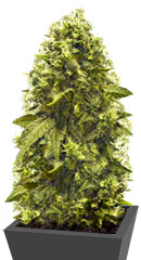 Jack Hammer (Jack Herer) fem (Victory Seeds)