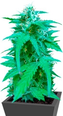 Pineapple Express Auto fem (Barney's Farm)