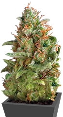 Auto American Pie fem (Pyramid Seeds)