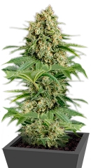 Moby Dick fem (Dinafem Seeds)