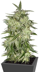 Lemon OG Haze fem (Nirvana Seeds)