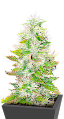 Ice Cream Cake fem (Barney's Farm)