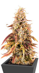 Apricot Auto fem (FastBuds)