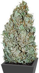 Royal Gorilla fem (RQS)