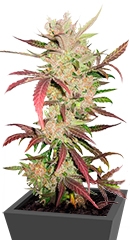 Master kush fem (Dutch Passion)