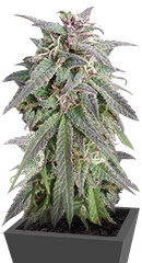 Blue Mystic fem (Nirvana Seeds)