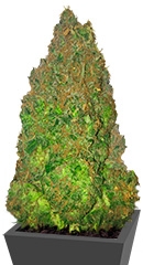 Fruit Punch Auto fem (Heavyweight Seeds)