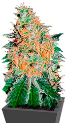 CBD JAM fem (Delicious Seeds)