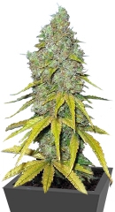 Raspberry Cough fem (Nirvana Seeds)