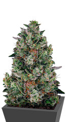 Glookies fem (Barney's Farm)