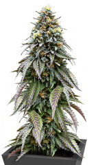 Lemonpaya fem (FastBuds)