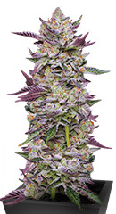 Poddy Mouth fem (Humboldt Seed Company)