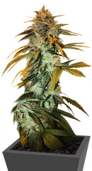 RudeBoi OG F1 fem (Seedkeepers)