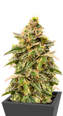 Monster Gelato Auto fem (Monster Genetics)