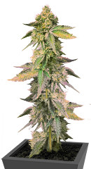 RS11 x Banana OG fem (Barney's Farm)