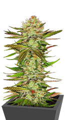 Chocolate Wafflez fem (Paradise Seeds)