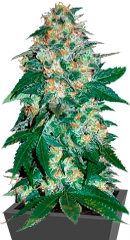 El Alquimista fem (Samsara Seeds)