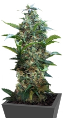 Satori regular (Mandala Seeds)