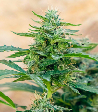 Auto CBD-Victory fem (Dutch Passion) семена конопли