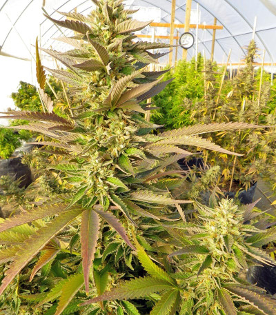 Chemdawg reg (Humboldt Seeds) семена конопли