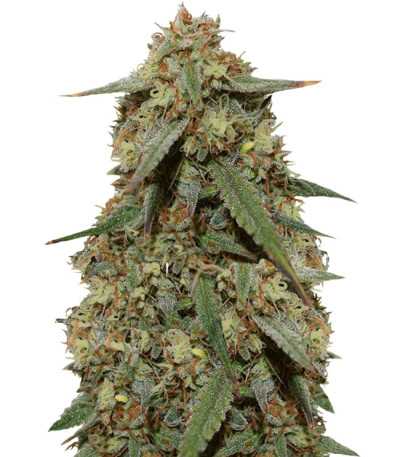 Cookies auto fem FastBuds семена конопли