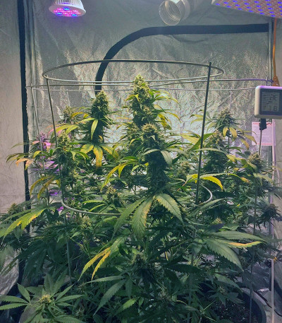 Семена каннабиса Masterkush