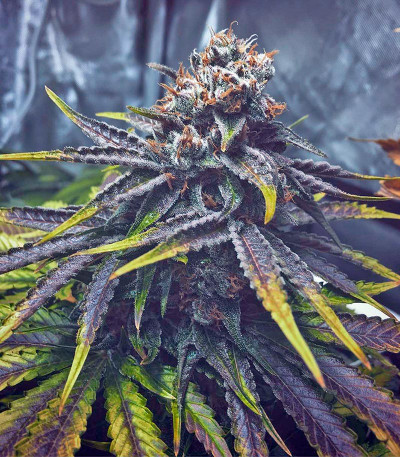 Master Kush fem (Nirvana Seeds) семена конопли