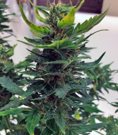 MAXI GOM auto fem семена конопли