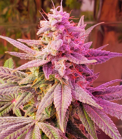 Strawberry Cheesecake Auto fem (Humboldt Seed Company) семена конопли