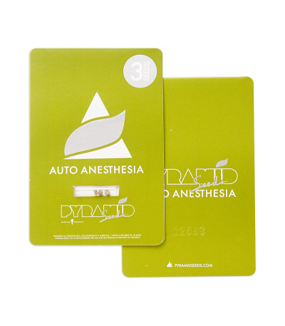 Auto Anesthesia fem (Pyramid Seeds) семена конопли