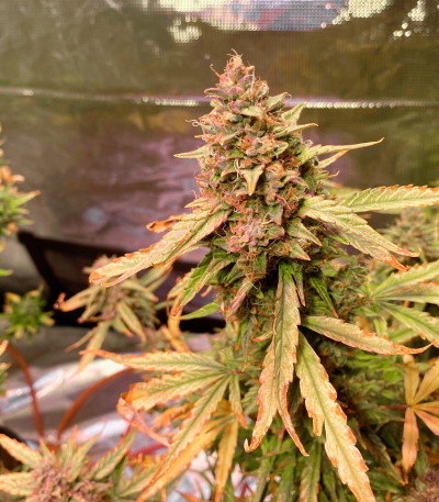 Afghan Kush Ryder Auto fem (World of Seeds) семена конопли
