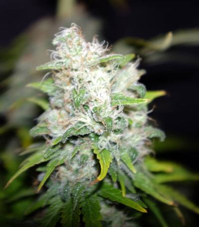 Appleberry fem (Sumo Seeds) семена конопли