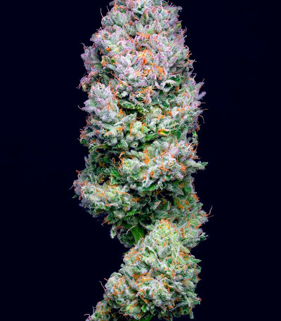 Açai Jelly by Sherbinskis fem семена конопли