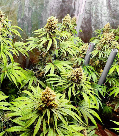 Bruce Banner #3 fem семена конопли