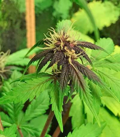 Blackberry auto fem (FastBuds) семена конопли