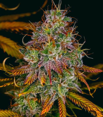 Blueberry OG fem (AlphaFem Seeds) семена конопли