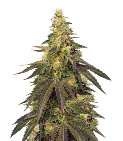 Сорт Cream Caramel CBD шишки