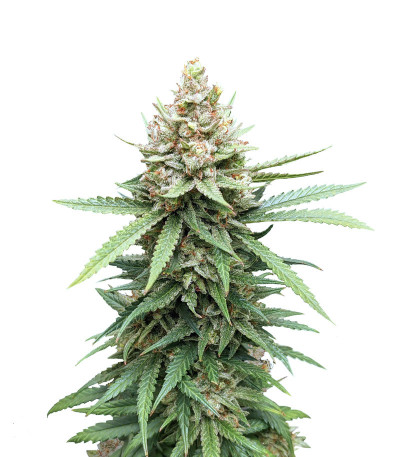 Descojack fem (Delicious Seeds) семена конопли