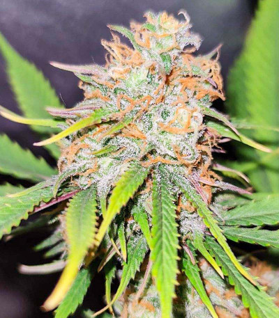 Kalashnikov Express fem (Kalashnikov Seeds) семена конопли