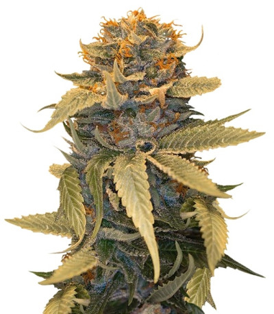 Lost Coast OG fem (Humboldt Seeds) семена конопли