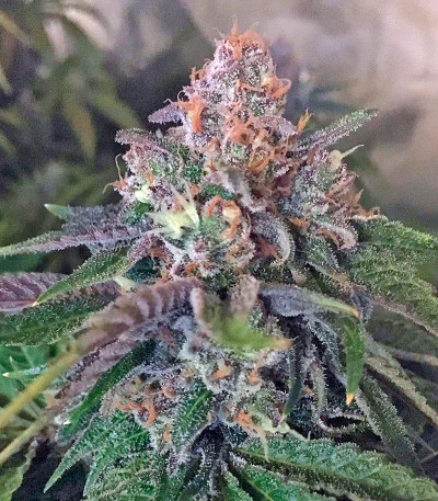 Master Kush fem (Nirvana Seeds) семена конопли