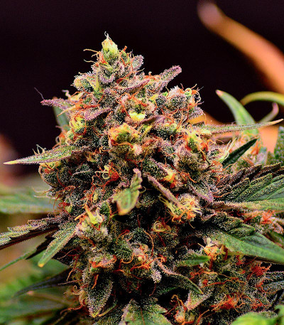 Orange Apricot Glue XL Auto fem (Sweet Seeds) семена конопли