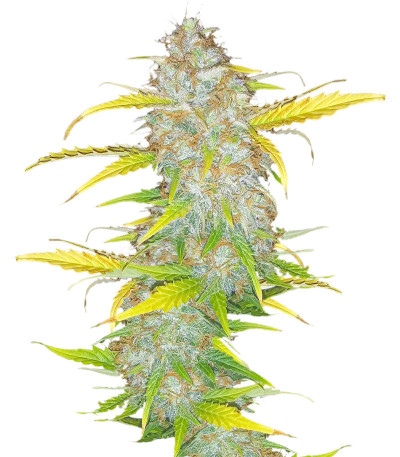 Cream Original AK Auto fem семена конопли
