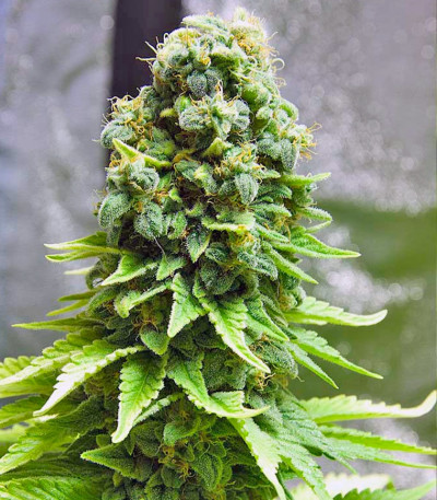 White Widow fem (Green House Seeds) семена конопли