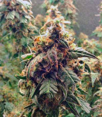 Сорт конопли Auto Euforia