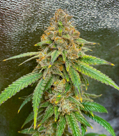Blueberry Muffin fem (Humboldt Seed Company) семена конопли