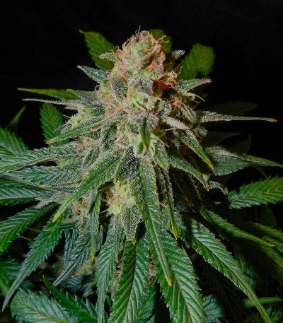 Black Muffin F1 Fast Version fem (Sweet Seeds) семена конопли