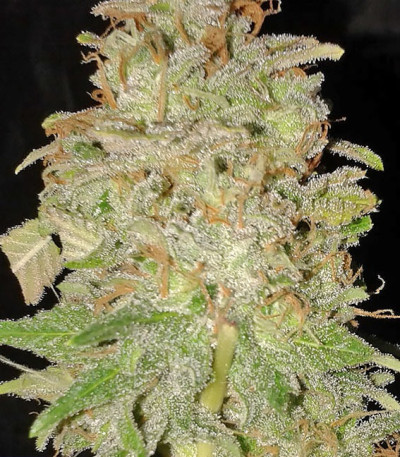 Chocolate Orange Auto fem (Dr. Krippling Seeds) семена конопли