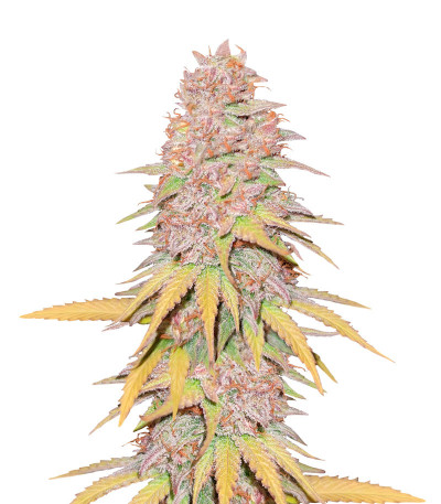 Gelato 242 fem семена конопли