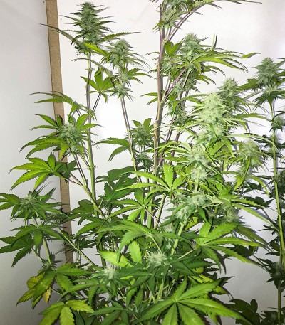 Kali Banner fem (AlphaFem Seeds) семена конопли
